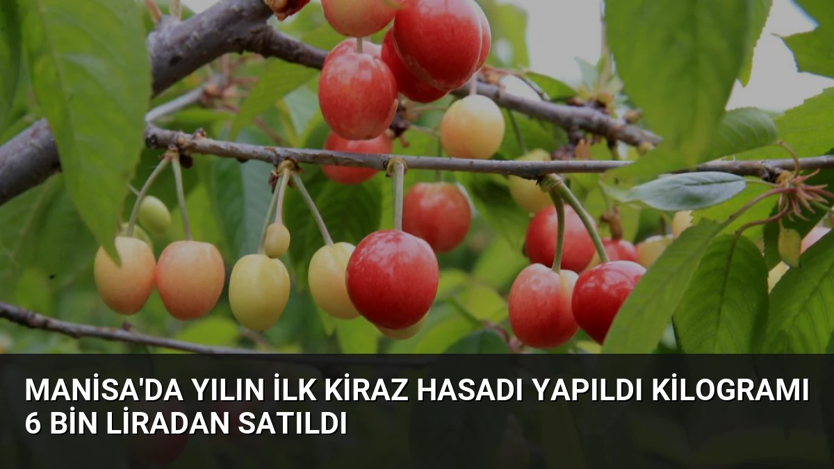 Manisa’da Yılın İlk Kiraz Hasadı Yapıldı Kilogramı 6 Bin Liradan Satıldı