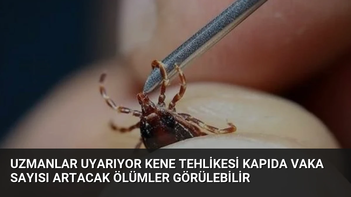Uzmanlar Uyarıyor Kene Tehlikesi Kapıda Vaka Sayısı Artacak Ölümler Görülebilir