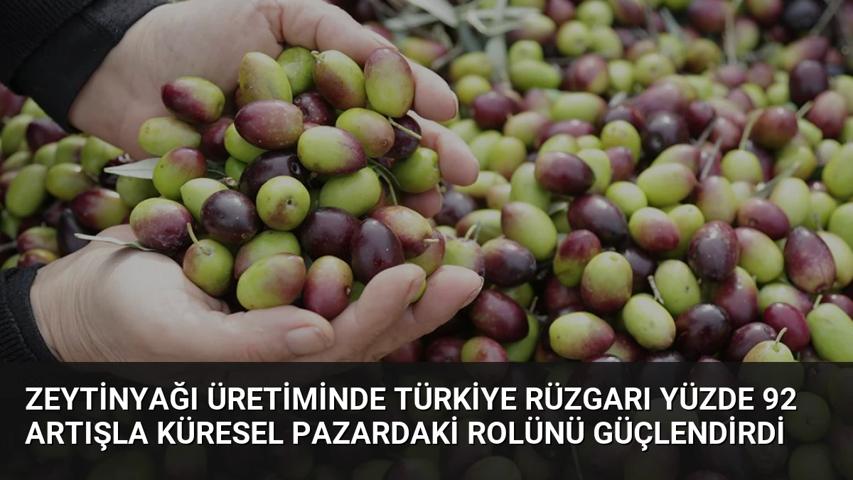 Zeytinyağı Üretiminde Türkiye Rüzgarı Yüzde 92 Artışla Küresel Pazardaki Rolünü Güçlendirdi