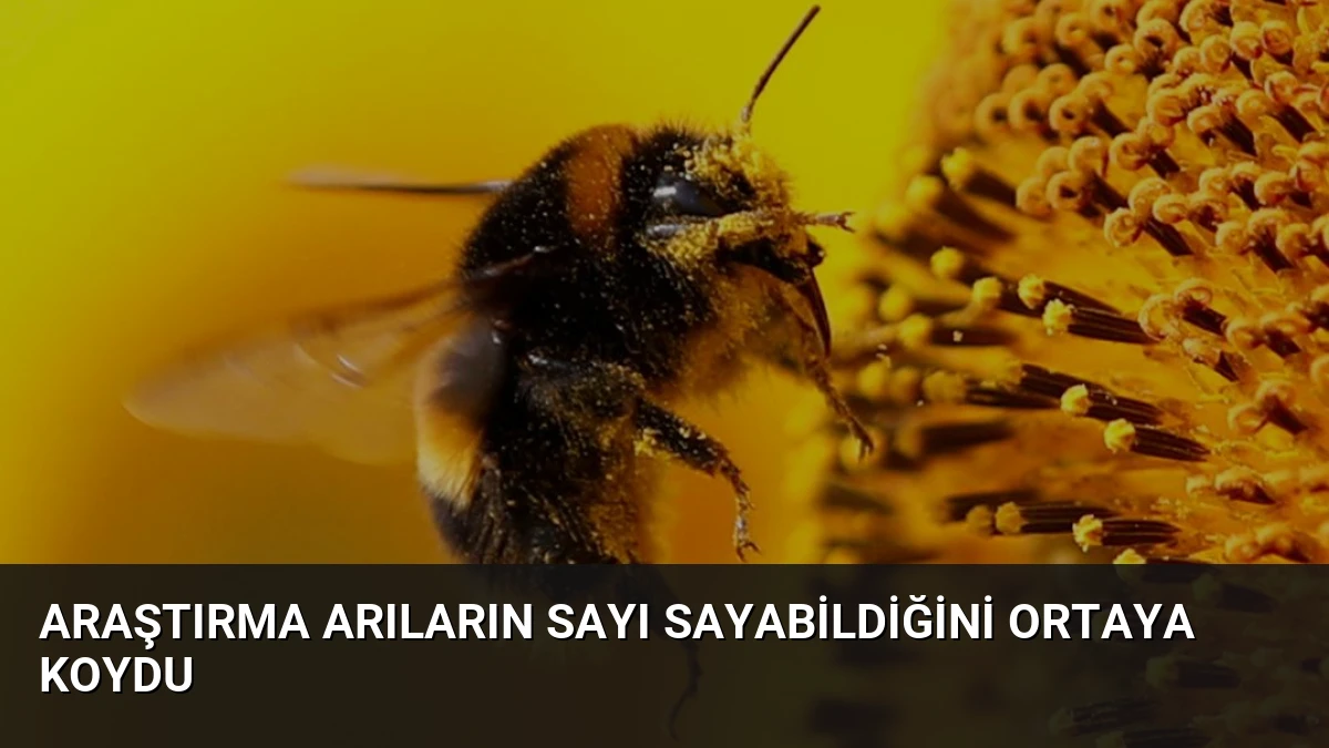 Araştırma Arıların Sayı Sayabildiğini Ortaya Koydu