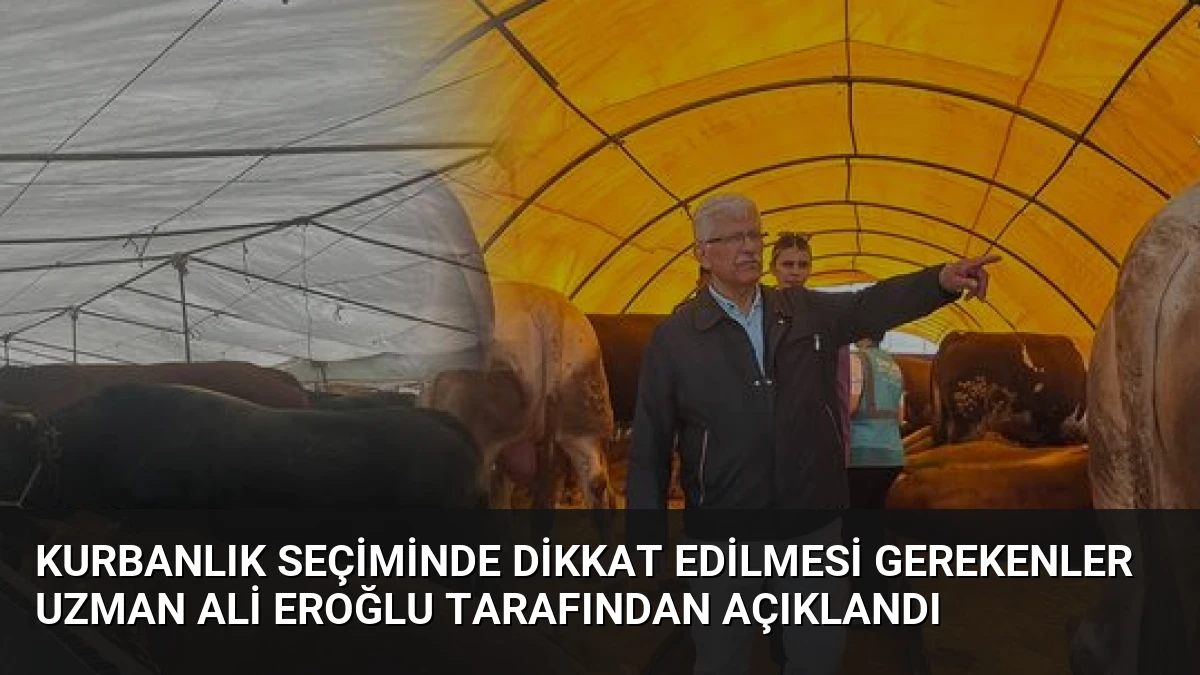 Kurbanlık Seçiminde Dikkat Edilmesi Gerekenler Uzman Ali Eroğlu Tarafından Açıklandı