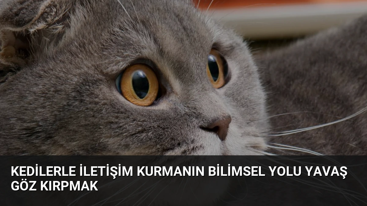 Kedilerle İletişim Kurmanın Bilimsel Yolu Yavaş Göz Kırpmak