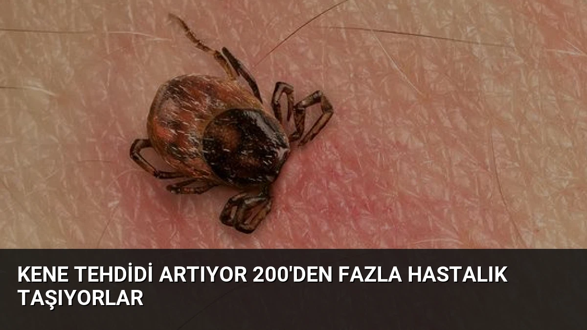 Kene Tehdidi Artıyor 200’den Fazla Hastalık Taşıyorlar