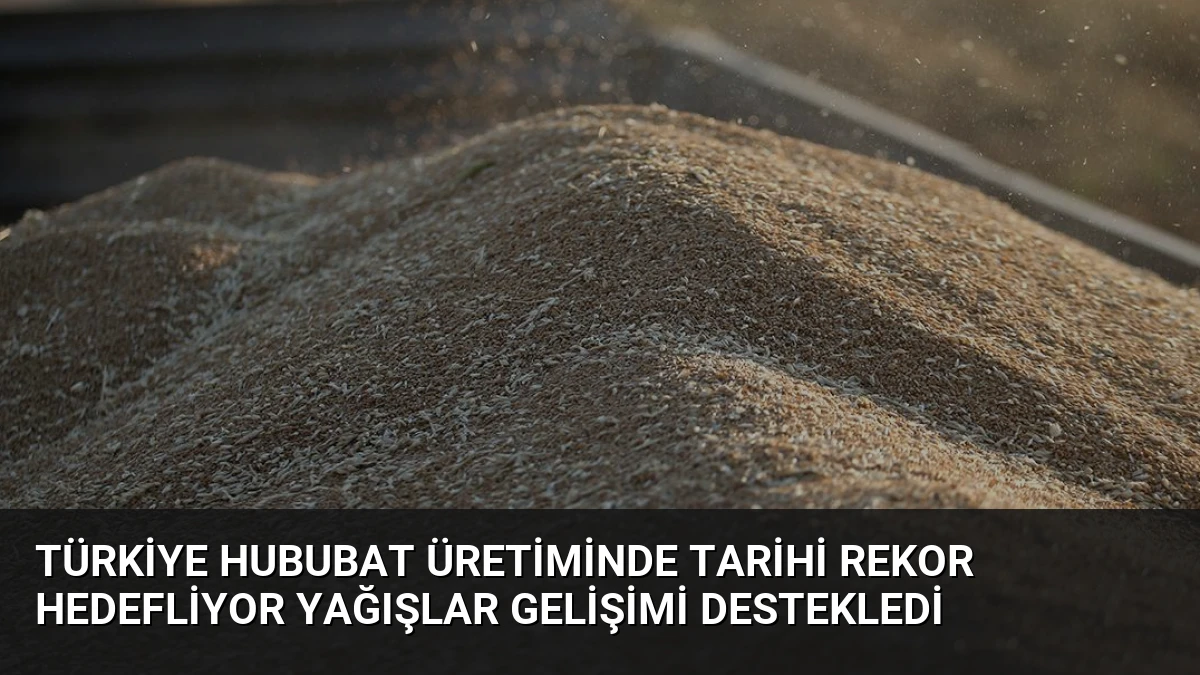 Türkiye Hububat Üretiminde Tarihi Rekor Hedefliyor Yağışlar Gelişimi Destekledi